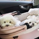 코모네펫하우스 | ~ 2025 일산 메가주 펫페어 후기 ~