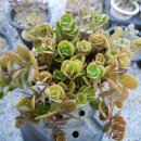 9월 19일(목요일)-오늘의 상품은 산호초 (珊瑚礁)-Sedum tetractinum 'Coral Reef'입니다.^^ 이미지
