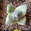 산수정원 이미지