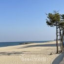 바다엔소나무 이미지