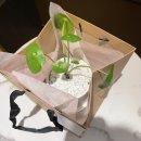 조복희 | 플라워스튜디오노아에서 반려식물 페페 데려온 후기 안산꽃다발 추천