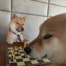 올세일즈 | 돈 벌자 얘들아 : Bangkey, 세일즈 코리아 1차 면접 후기