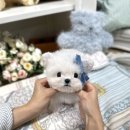 메종드퍼피 이미지