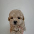 도그바이러스 이미지