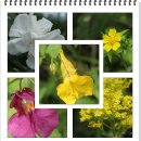 자락길 민박 | [영주블로그팸투어-소백산자락길]슬로우슬로우~~소백산자락길 문화생태탐방길에 첫발을 디디다. 1.