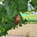 데이지밀