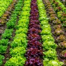 가락한식뷔페 이미지