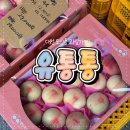 대전 도안동 과일가게 유통통, 당도높은 제철과일 시식 가능!