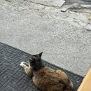토이N조이 | 일상 글 좀 써보려 했는데 처먹은 사진밖에 없는 거 실화에요 ?