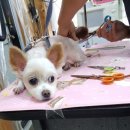 브라운 펫살롱 이미지