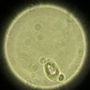 팜스바이오텍 이미지