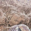 벚꽃펜션 | 대둔산캠핑펜션 벚꽃캠 후기 데리고 왔어요!