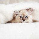 태안 동물병원 이미지