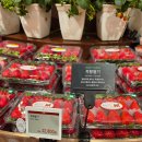 강남-176 | 신세계 백화점 강남점 식품관 죽향딸기 후기