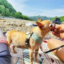 나의 강아지에게 이미지