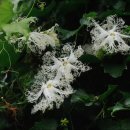 하늘타리 이미지