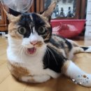 사주얼리