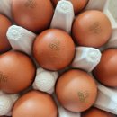 덕산농장 | 무항생제 · HACCP 인증! 양계장청년 유정란 20구 솔직 후기