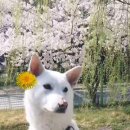 꺽쇠한우 이미지