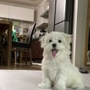 꼬순내 이미지