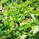 영부농장 이미지