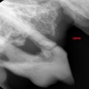 아쿠아 종합동물병원 이미지