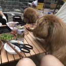 미산애견 이미지