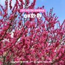 부산교통관광㈜ | 부산 기장 가볼만한곳 매화원 주차 개방일 놀거리 부산의 매화 관광 명소
