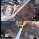 돗돔 낚시 이미지