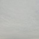 임진강장어 이미지