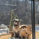 무병짱수 | 창원 펫빌리지 펫카페 오비오 후기ㅣ애견운동장 옆 커피 한잔하기 좋은 곳 (댕호박스프 솔직후기)