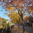 별향공원 씨름장 | 진한 가을 맛을 &#34;서울대학교 안양수목원&#34;에서 즐겨요