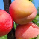 태자농장 이미지