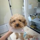 마음이네 멍발소 이미지