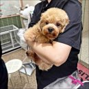 나의 반려견 | 애견미용학원 나의 반려견을 사랑한다면 직접 케어할 수 있는 자격증 준비하기 ( feat. 가격)