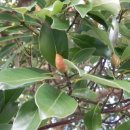 선흘초등학교 이미지