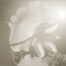 연화로 이미지