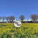 창녕군청 | 창녕 남지 유채 축제 2026, 축제 전 현장 미리보기 &amp; 개화현황