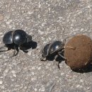 쇠똥구리 [Dung Beetle] 이미지