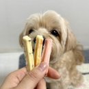 몽몽야옹 이미지