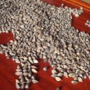 살림선생 이미지