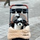 손뜨개로 만나는 소품 만들기 | 시츄 리얼 강아지 인형 아트돌 만들기｜ 무지개다리 펫로스 위로 선물부터 촬영 연출 소품까지