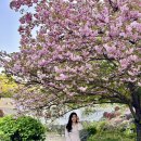 11500-6-53-10 | [겹벚꽃 명소] 서울 근교 겹벚꽃은 무조건 여기! 지금 가장 예쁜 경희대 국제 캠퍼스 겹벚꽃 명당...