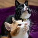 건강한 펫 이미지