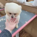 포항애견 이미지