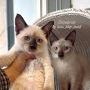 달냥이하우스 | 가정묘분양, 건강한 부모 고양이와 아이들이 함께 지내는 곳 달냥이 하우스