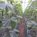 신안농장 이미지