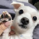 댕모아 | [댕모어] 강아지각질 발사탕 보습로션 습진케어 피부크림 사용 후기