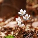 서산가야산 자락에 핀 ♡봄의전령♡ 변산바람꽃 이미지