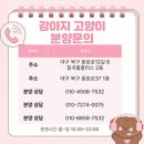 건강팜 | 영천강아지분양 처음엔 보기만 하려던 포메라니안 후기